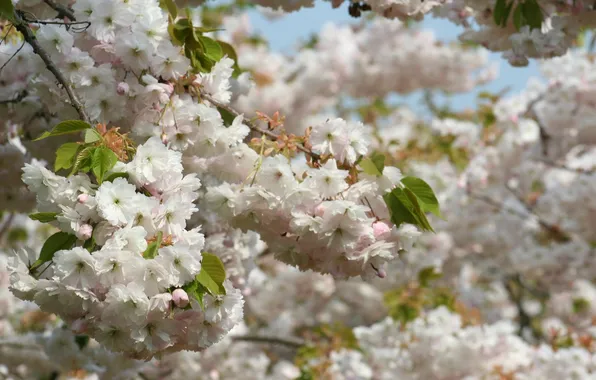 Trees, flowers, branch, spring, petals, Sakura, white, a lot