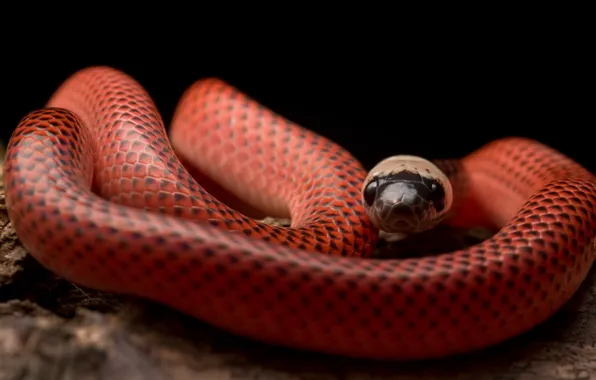 Animals, reptiles, animal themes, animal wildlif, Black-Collared Snake