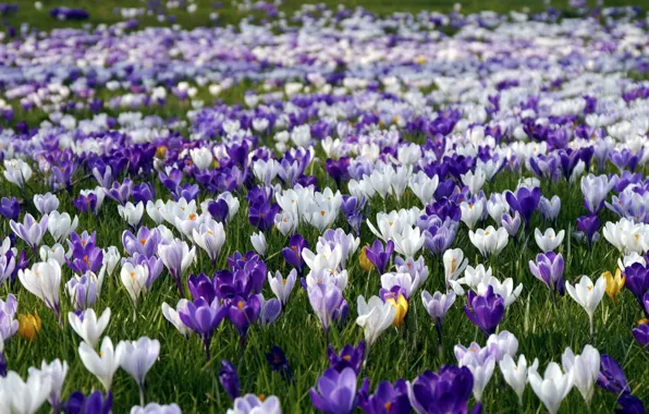Picture flowers, nature, spring, crocuses