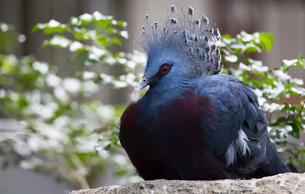 Look, blue, background, blue, bird, dove, portrait, red eyes