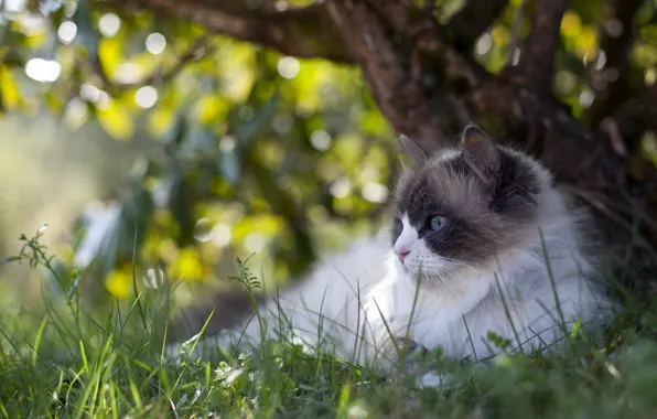 Picture cat, summer, nature