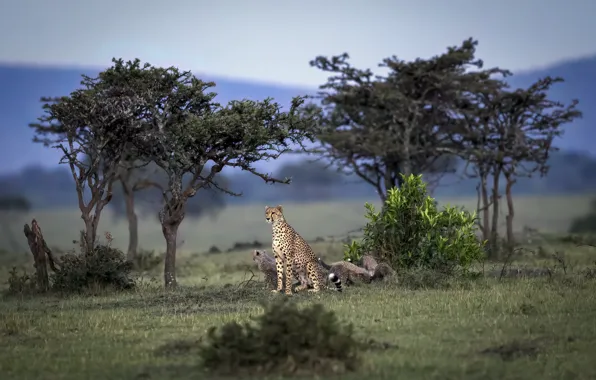 Cats, nature, cheetahs