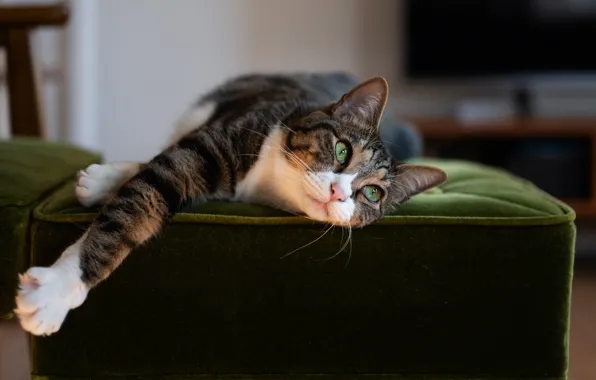 Picture cat, cat, pose, grey, stay, chair, lies, striped