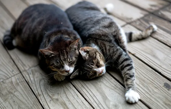 Cats, cats, Board, sleep, lie, striped