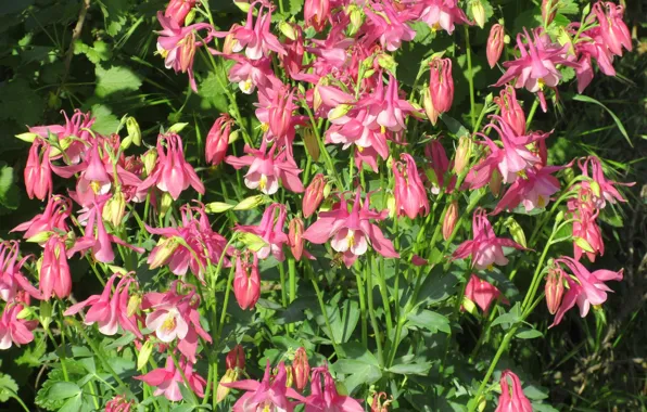 Flowers, the catchment, Aquilegia, spring 2018, Meduzanol ©