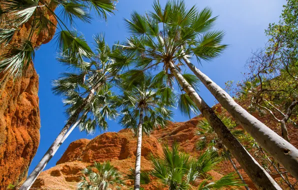 The sky, leaves, Palma, rocks