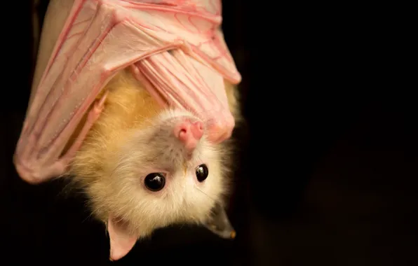 Picture nature, background, Pteropus poliocephalus, Piebald grey headed flying fox