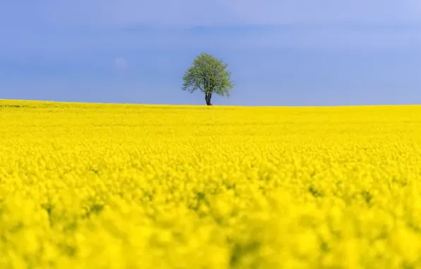 Field, summer, tree, rape