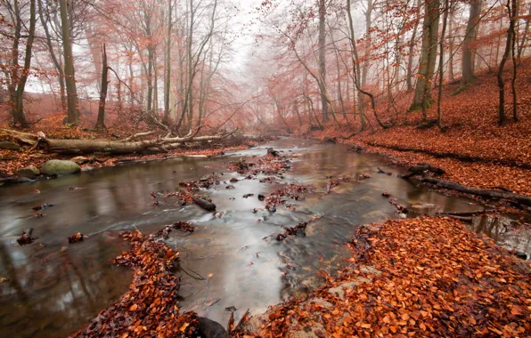 Autumn, forest, river