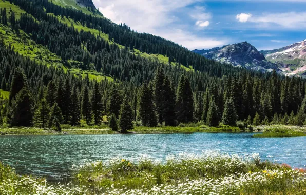 Forest, trees, landscape, river, mountain, Colorado, USA, Crested Butte