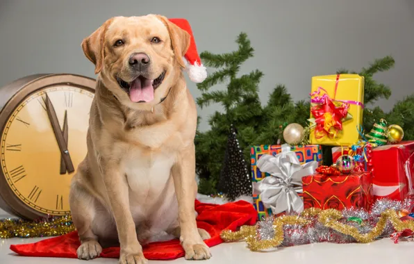 Language, look, face, balls, watch, dog, Christmas, gifts