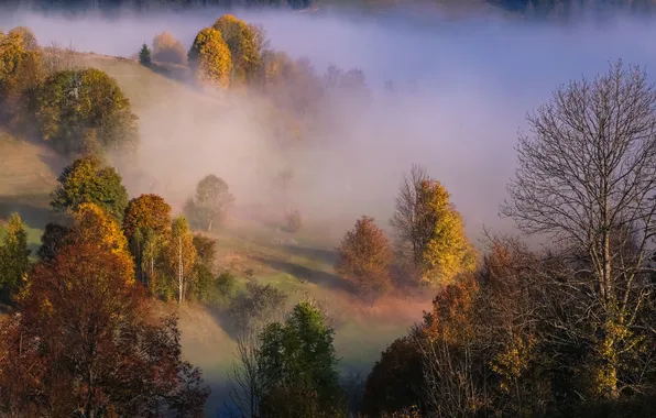 Picture forest, fog, morning, Vyacheslav Mishchenko