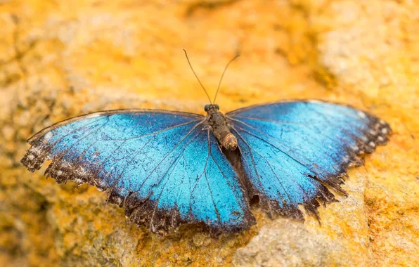 Microsemi, butterfly, wings, insect, beautiful, closeup