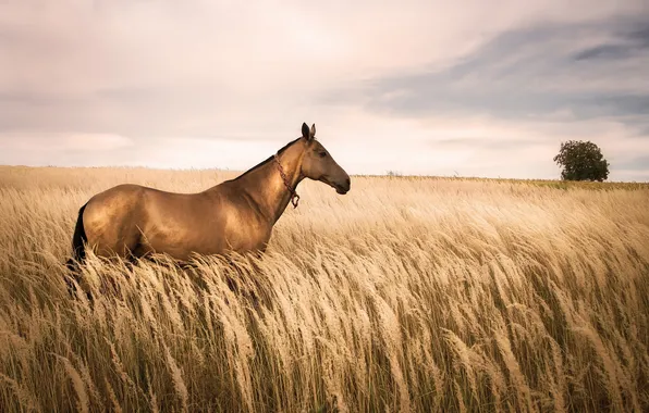 Field, nature, horse