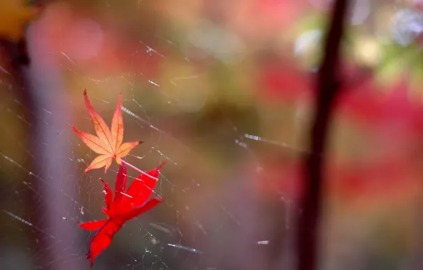 Picture leaves, nature, web