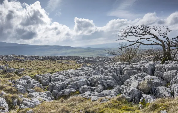 Field, trees, landscape, stones