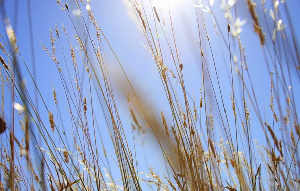 Field, the sky, grass, background, stems, spikelets, Sunny