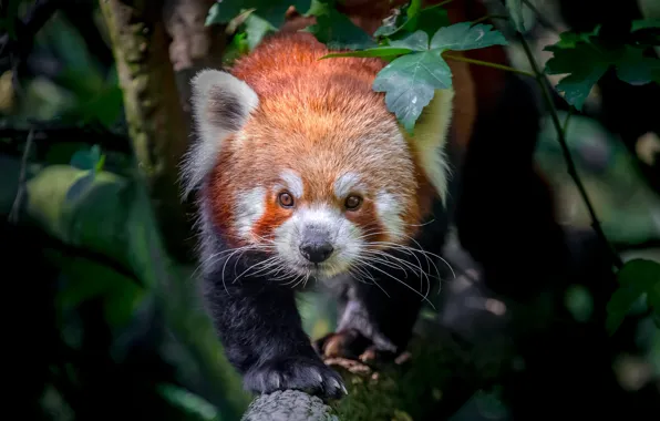 Look, leaves, tree, portrait, branch, red Panda, face, sneaks