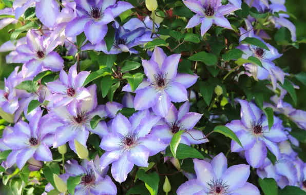 Macro, clematis, clematis