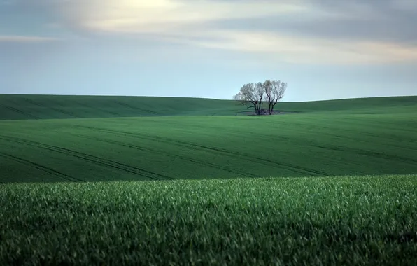 Field, the sky, tree