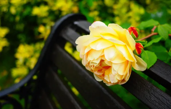 Flower, bench, rose, shop, yellow, bokeh