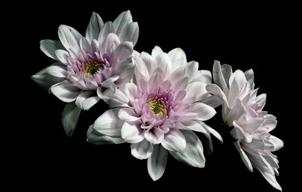 Flowers, chrysanthemum, the dark background