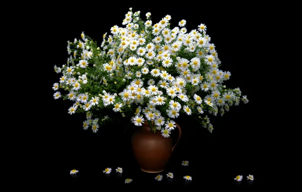 Flowers, chamomile, bouquet, petals, pitcher, white, black background, still life