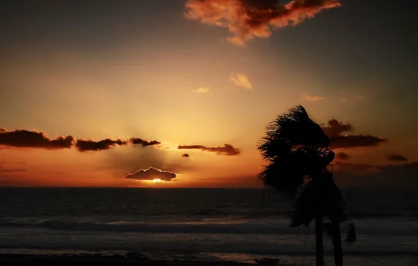 Sea, clouds, sunset, palm trees