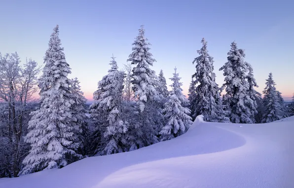 Winter, frost, forest, snow, trees, nature, the evening, ate