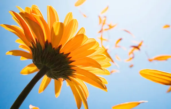 The sky, macro, petals, stem, gerbera