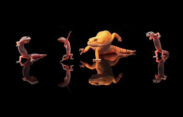 Reflection, background, dancing, lizards