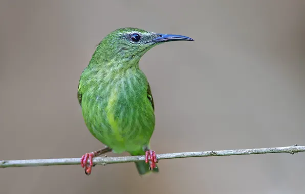 Picture branches, bird, beak, turquoise tanager-honeyeater