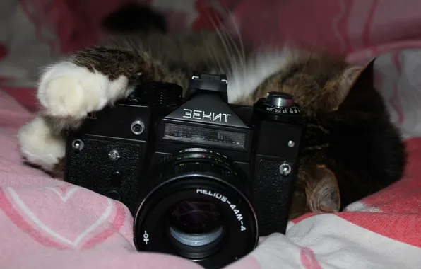 Picture cat, background, the camera, lens, &ampquot;Helios-44M-4&ampquot;, &ampquot;Zenit&ampquot;
