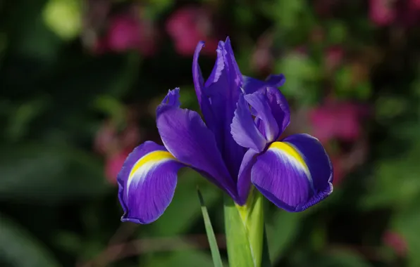 Macro, background, petals, Iris, Iris