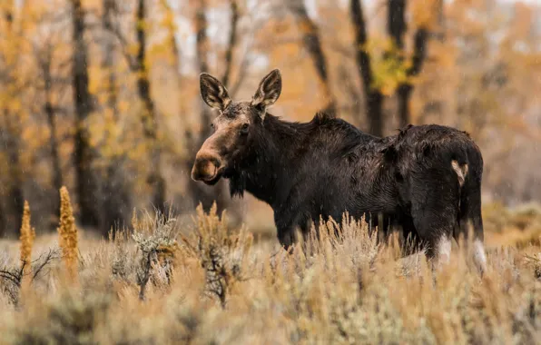 Autumn, nature, rain, moose