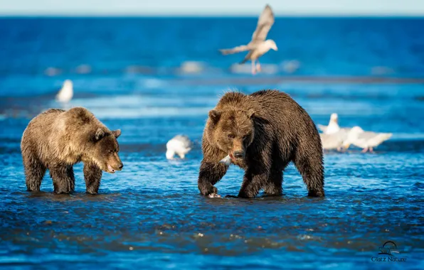 Sea, bird, bear