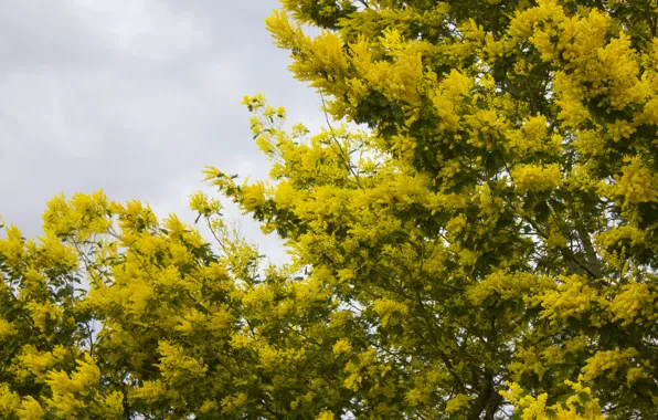 Yellow, tree, flowering, Mimosa