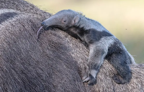 Background, back, cub, mother, anteater