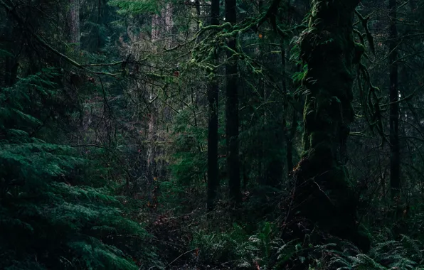 Picture forest, trees, nature, USA, Tacoma