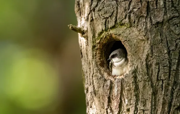 Background, tree, bird, trunk, chick, swallow, the hollow