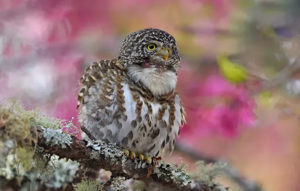 Background, pink, bird, branch, spring, flowering, owl, sychik