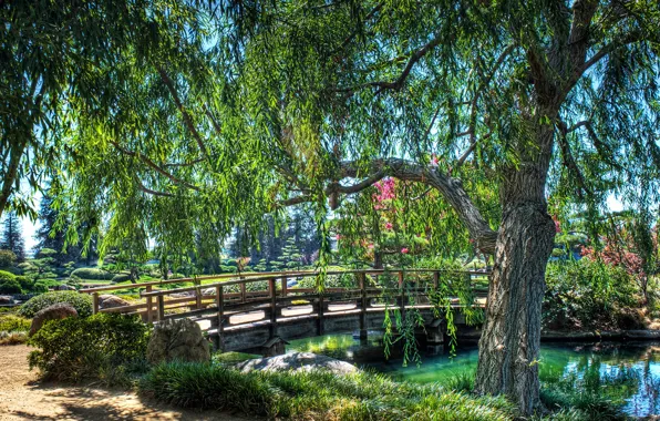 Greens, grass, the sun, trees, branches, pond, Park, stones