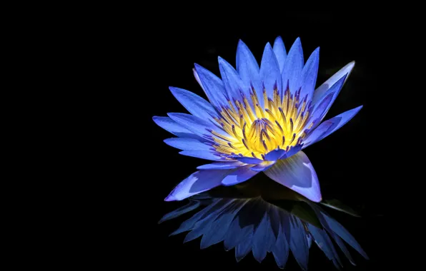 Picture flowers, blue, background, Lily