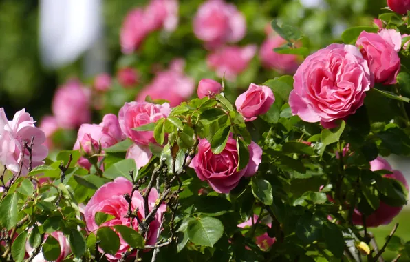 Summer, leaves, light, flowers, roses, garden, pink, bokeh