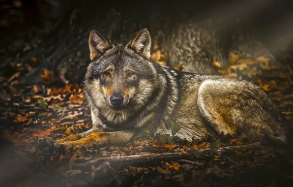 Picture forest, nature, wolf