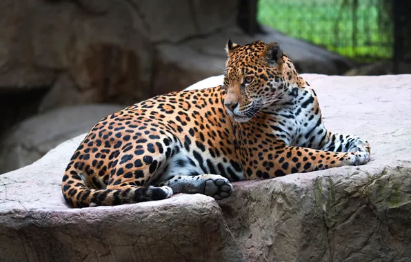 Picture look, pose, stones, background, paws, lies, Jaguar, zoo