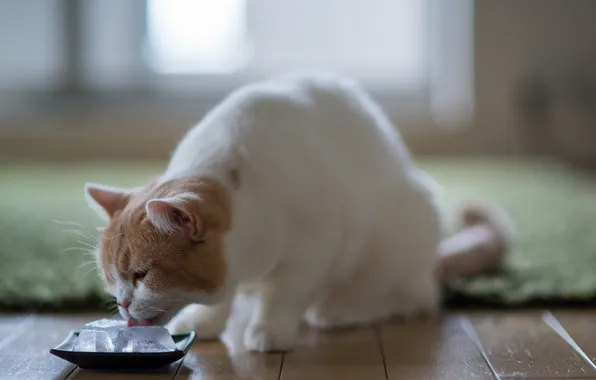 Picture ice, cat, home