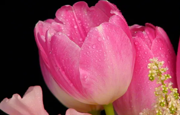 Picture drops, flowers, Rosa, Tulip, petals