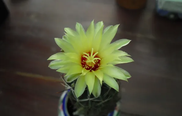 Thailand, Bangkok, cactus