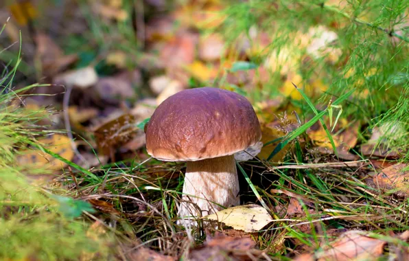 White, mushroom, Borovik